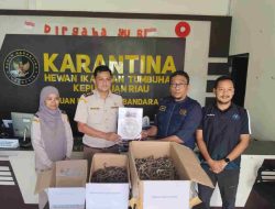 Disamarkan sebagai Makanan Ringan, 1.728 Kuda Laut Kering Digagalkan di Bandara RHF